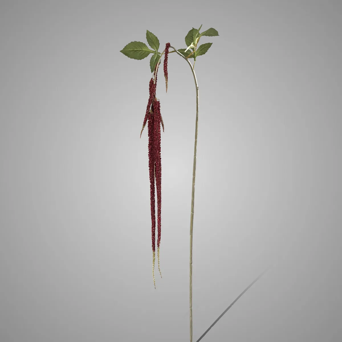 Amaranthus Stem Burgundy 158 cm