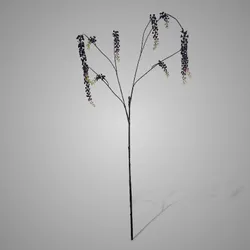 Phytolacca Burgundy 92 cm