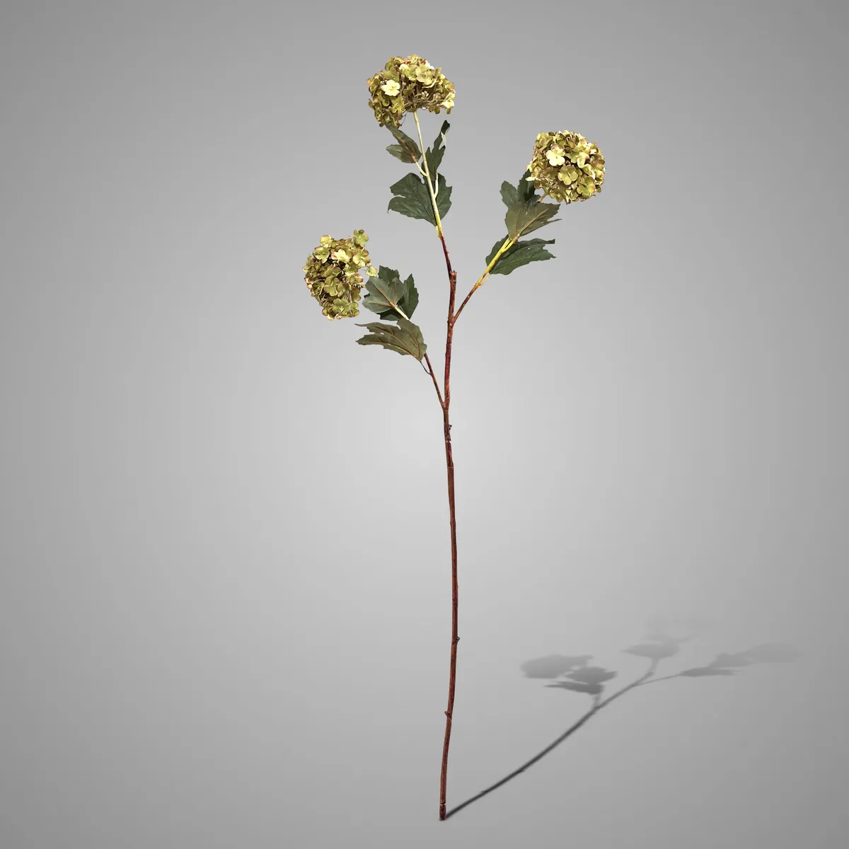 Virburnum Green 90 cm