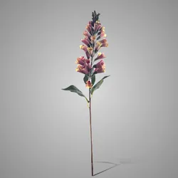 Digitalis Yellow Pink 80 cm