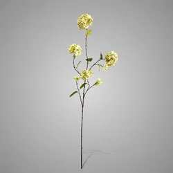 Viburnum Opulus Light Green 120 cm