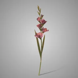 Gladiolus Purple 95 cm