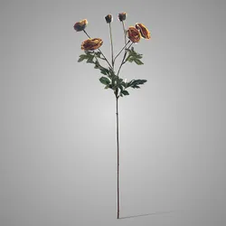 Ranunculus Dark Yellow 66 cm