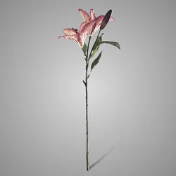 Lilium Dark Pink 90 cm