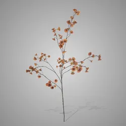 Cornus Carved Grande Brown  135 cm