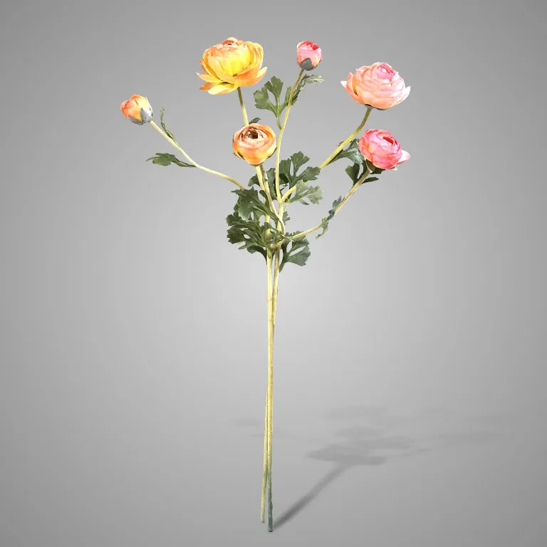 Sortment Ranunculus Orange/Peach 73 cm