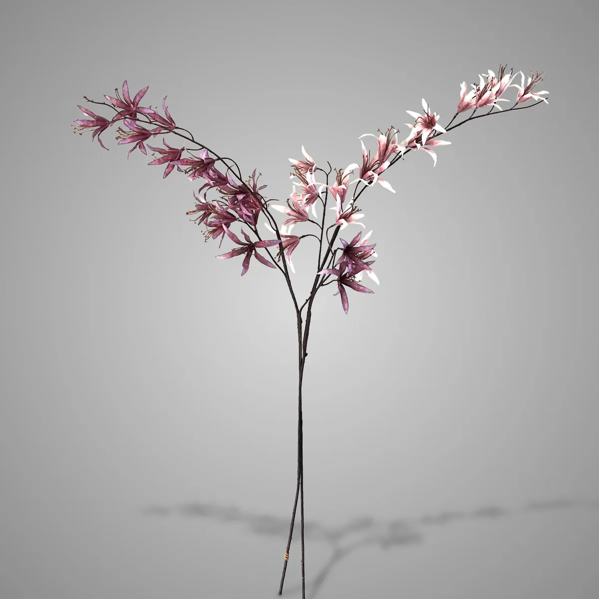 Sort. of 2 Forsythia Purple Pink 90 cm