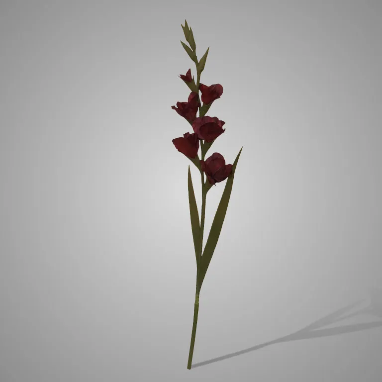 Gladiolus Bordeaux 95 cm