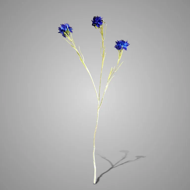 Centaurea Blue 68 cm