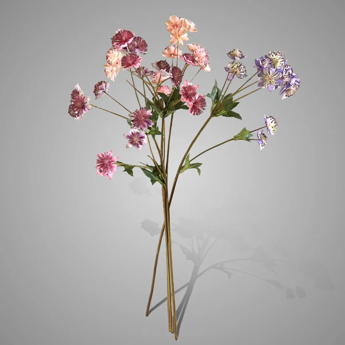 Sort. of 4 Astrantia Purple Pink Range 55 cm
