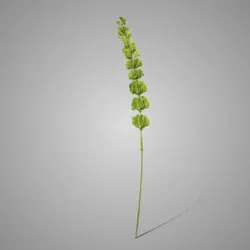 Bell of Ireland Light Green 98 cm