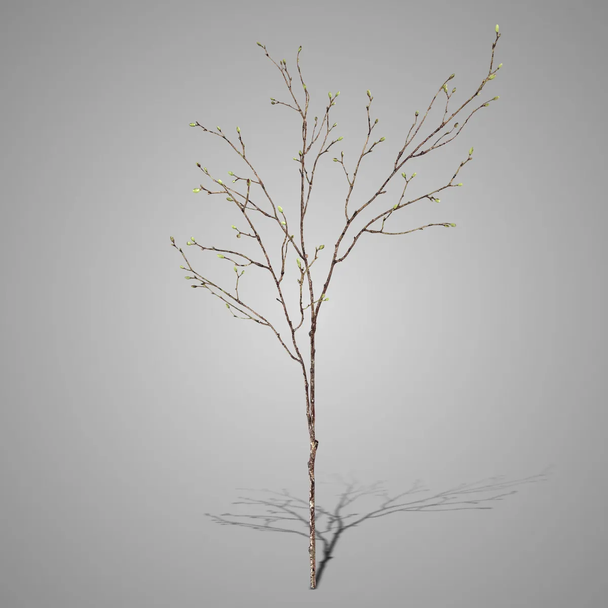 Spring Buds Green 100 cm