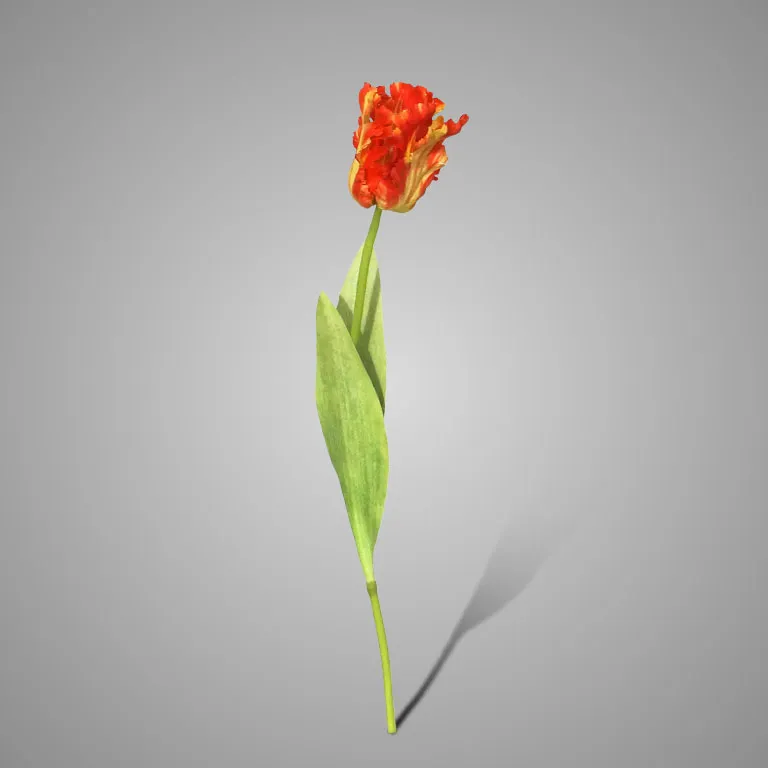 Parrot Tulip Exclusive Orange  70 cm