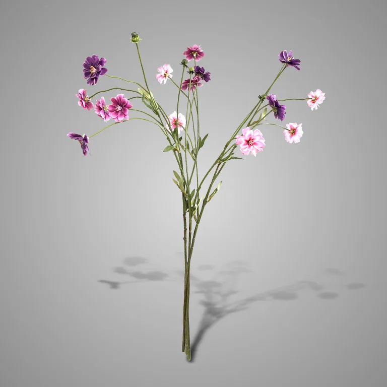 Sortment Dianthus Spring 65 cm