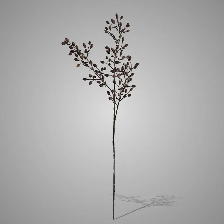 Alnus Small Buds Brown 80 cm