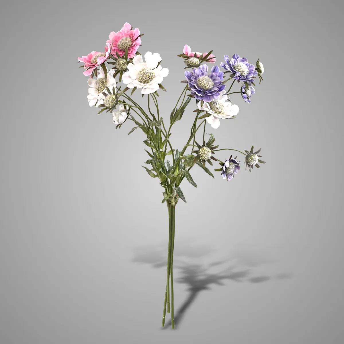 Sortment of Scabiosa Spring 65 cm