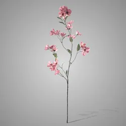Cornus Grande De Luxe Ant. Pink 100 cm