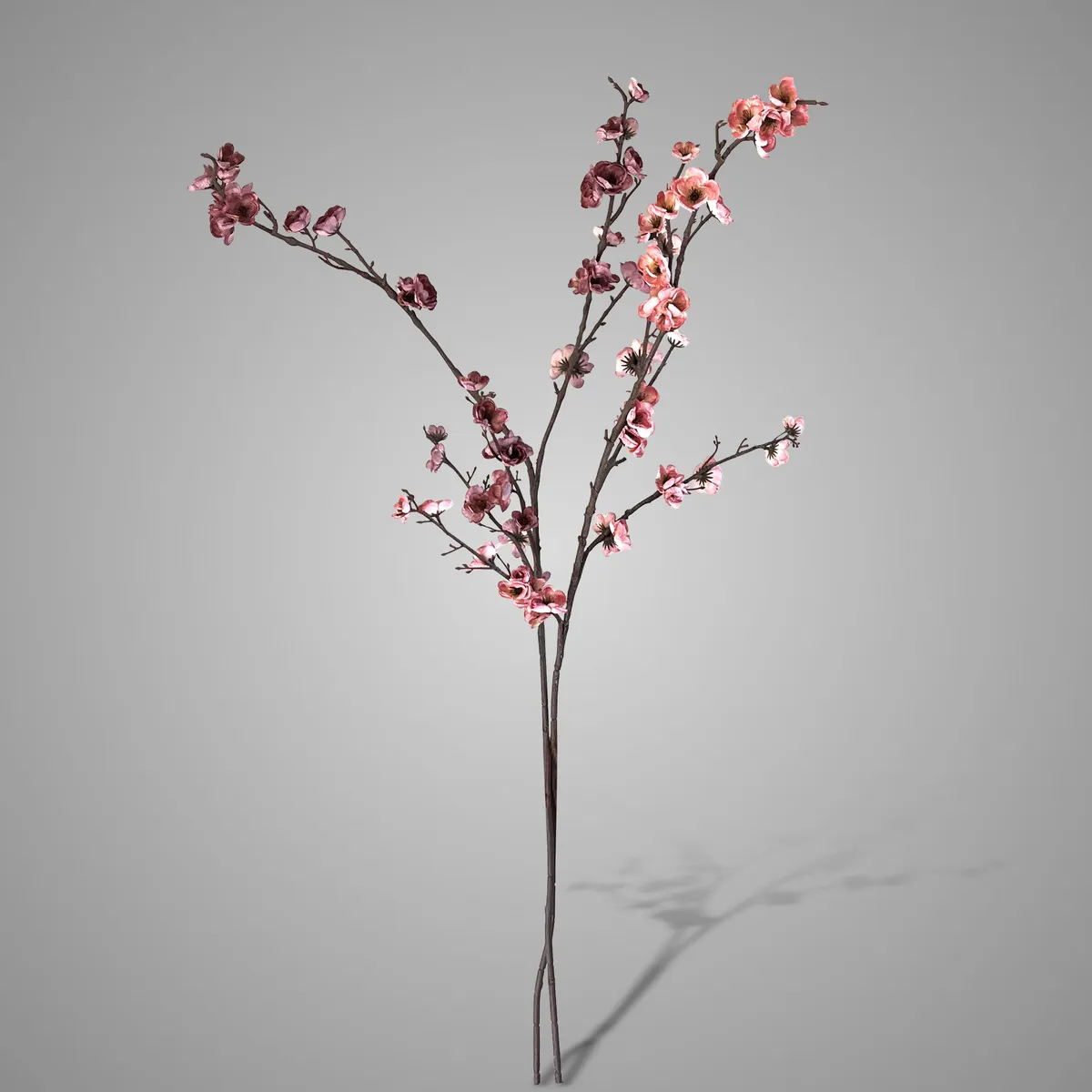 Sort. of 2 Chaenomelus Pink Range 105 cm