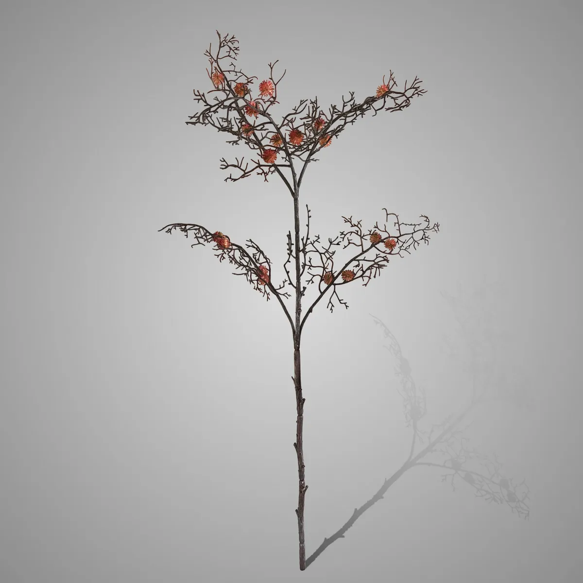 Larix Decidua With Cones Multi Stem 85 cm