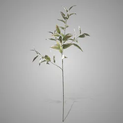 Eucalyptus with Baby Buds 100 cm