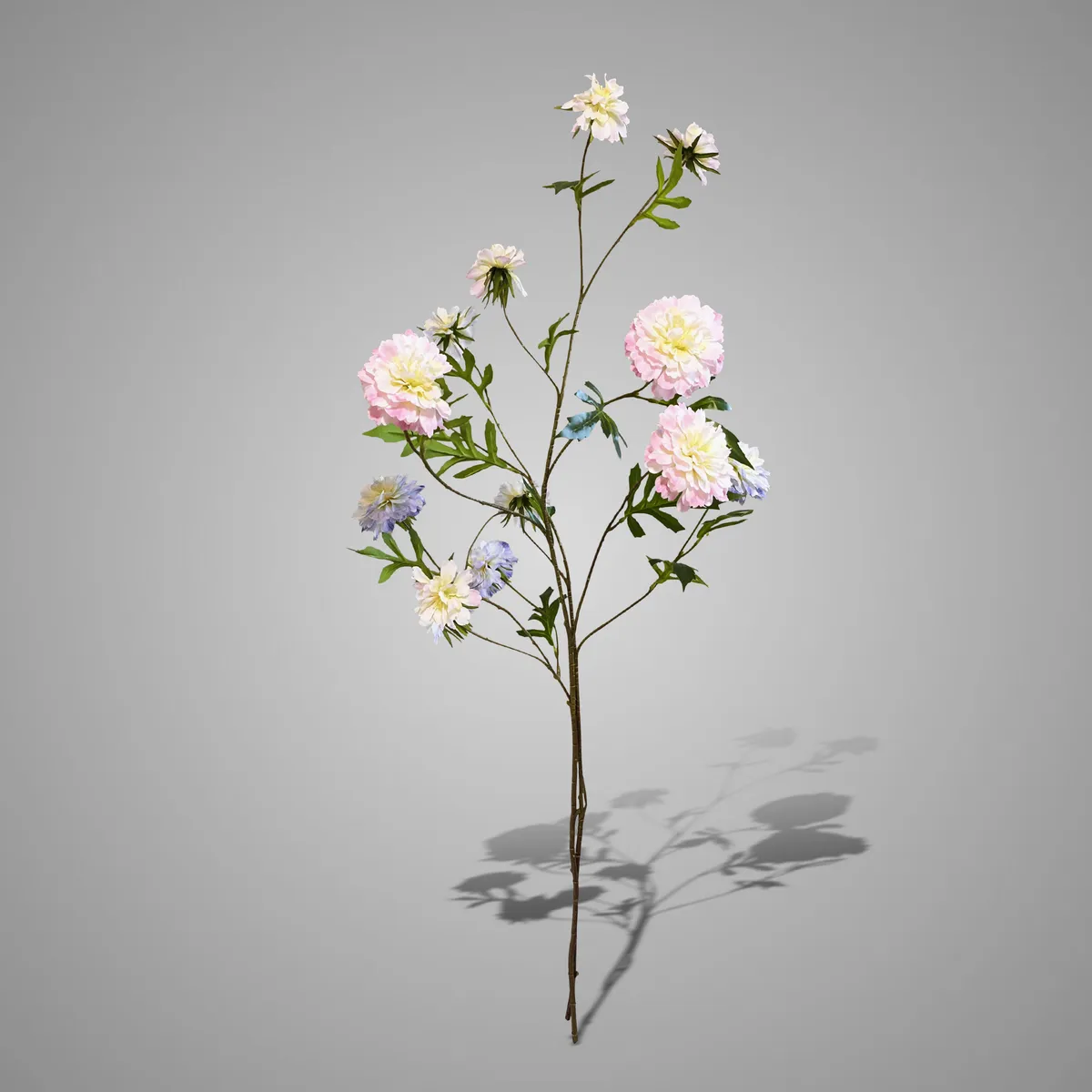 Sortment Scabiosa Grande Pink/Blue 100 cm