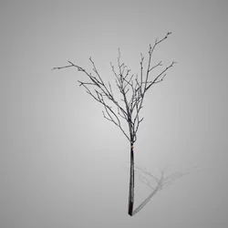 Beech Twig Natural M 75 cm
