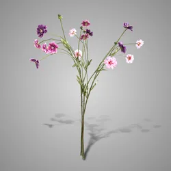Sortment Dianthus Spring 65 cm