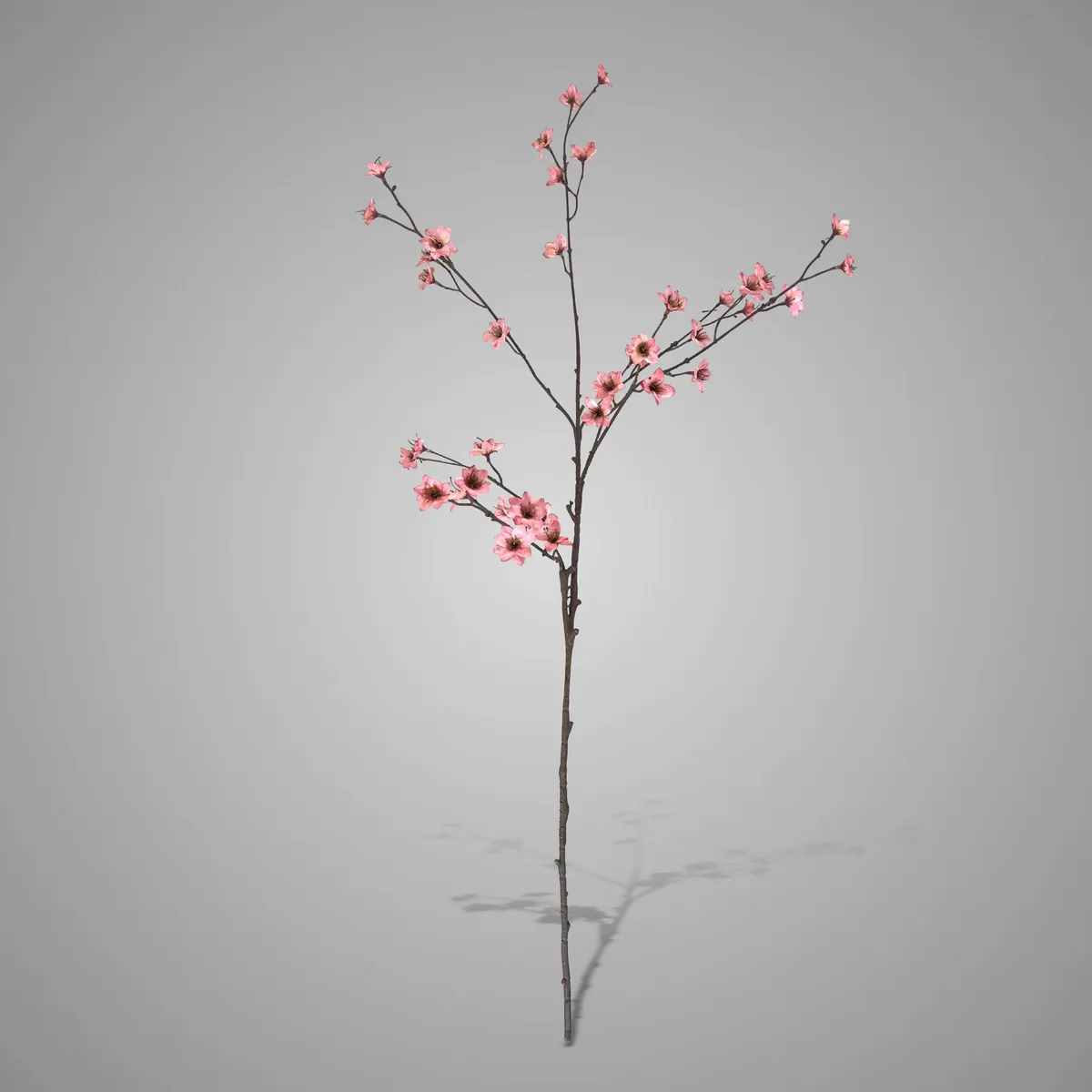 Cornus Grande Pink Deluxe 100 cm