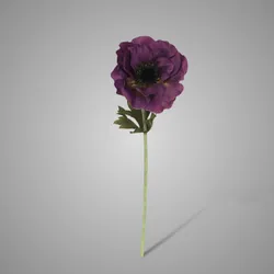 Single Anemone Dark Purple 35 cm