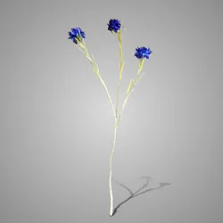 Centaurea Blue 68 cm