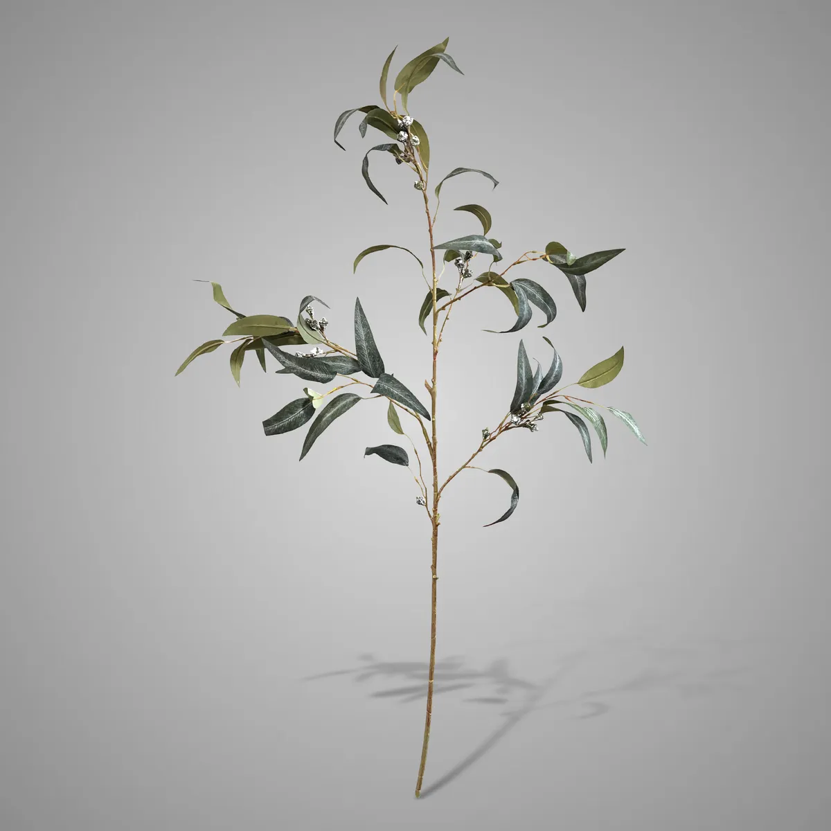 Eucalyptus Fructus 100 cm