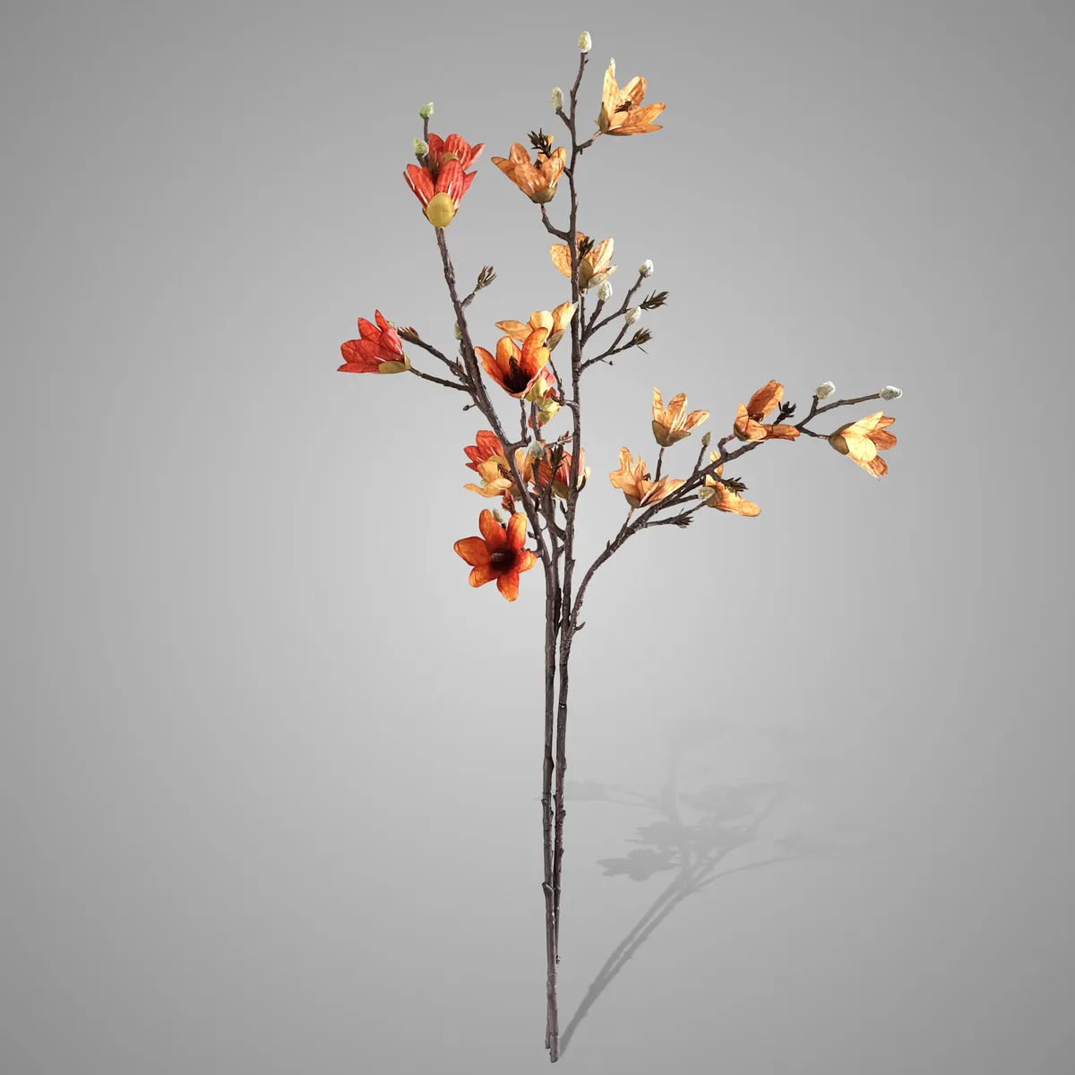 Sort. of 2 Azalea'S Autumn Range 92 cm