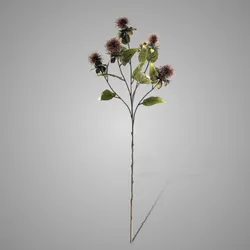 Thistle Brown 80 cm