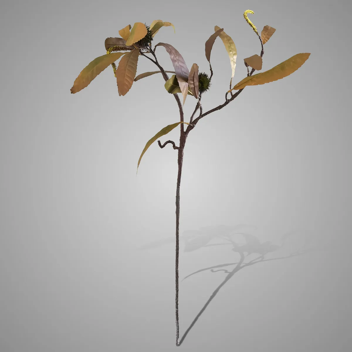 Castanea Sativa Fructus Twig Autumn 87 cm