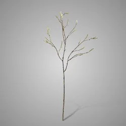 Betula Fructus 77 cm