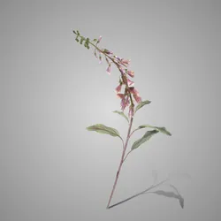 Digitalis Grande Salmon 100 cm