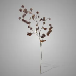 Virburnum Opulus Buds Brown 80 cm