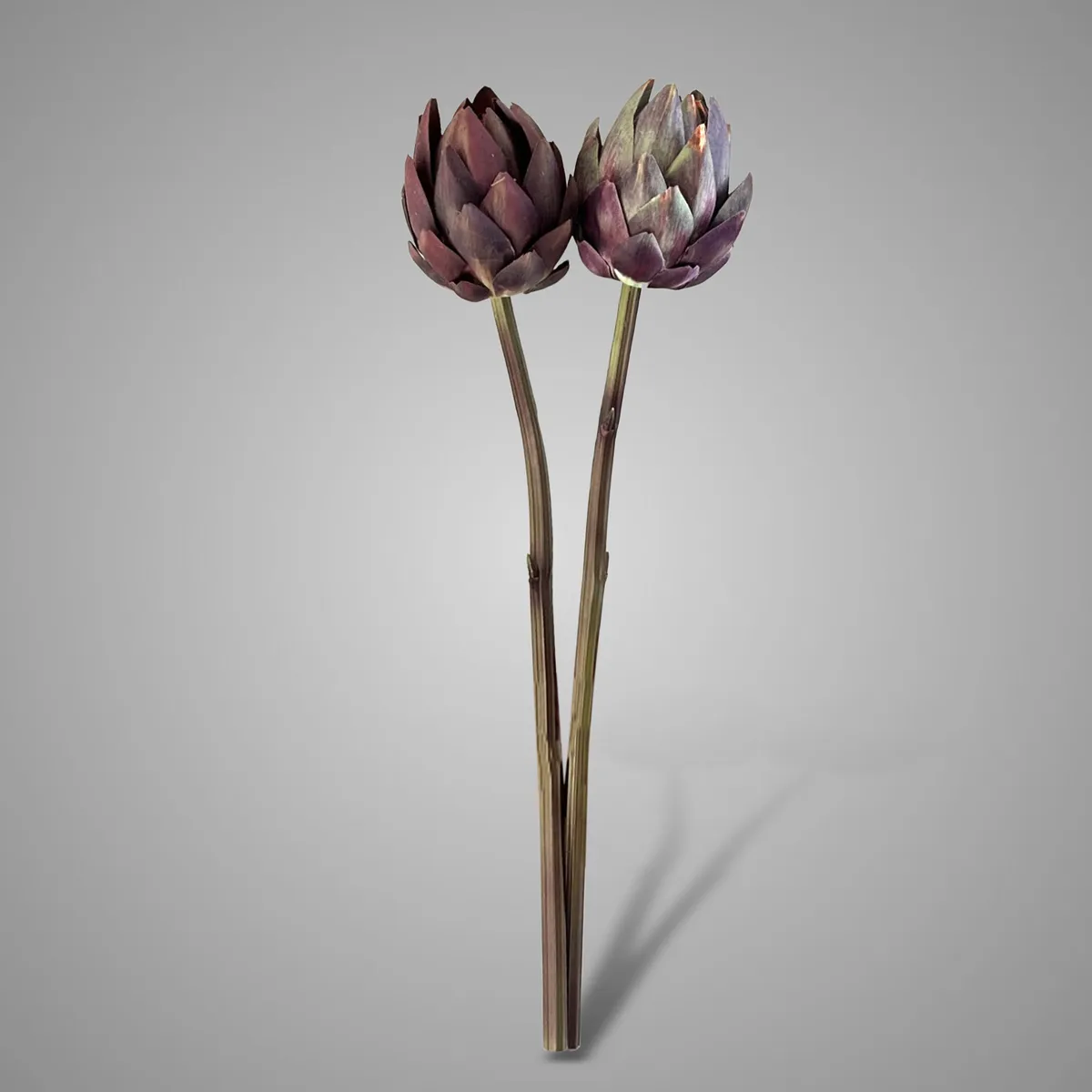Sort. of 2 Cynara Autumn range M 48 cm