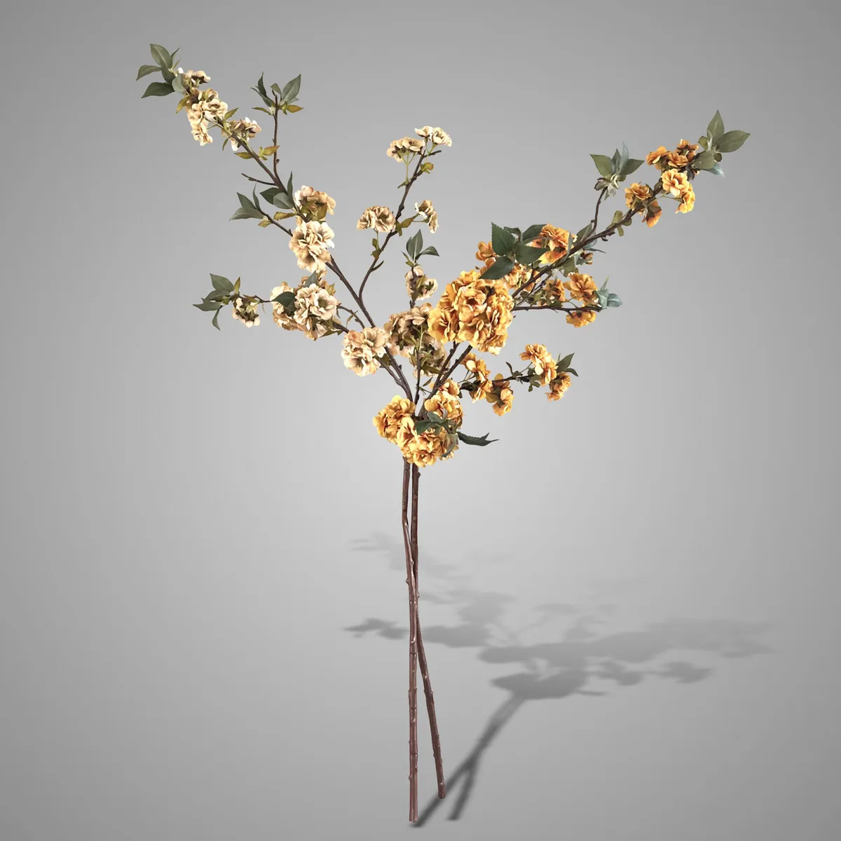 Sort. of 2 Prunus Sakura Autumn Range L 110 cm