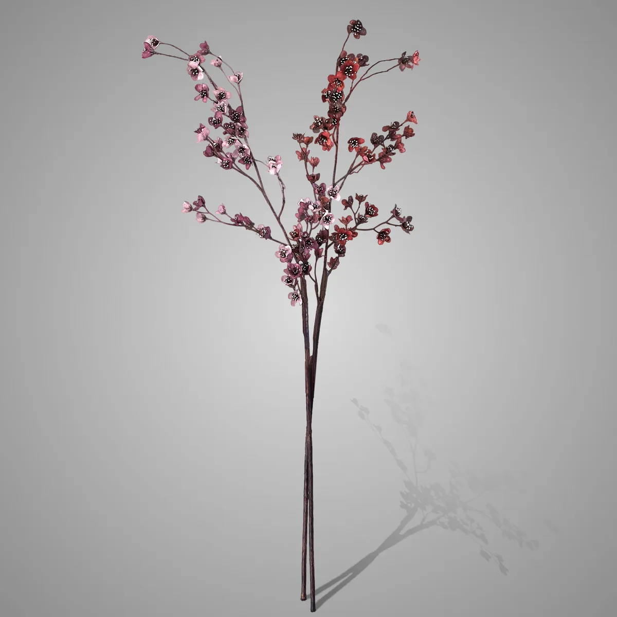 Sort. of 2 Prunus Single Flower Multistem Orange Pink Range