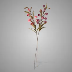 Sortment Campanula Grande Pinkrange 100 cm