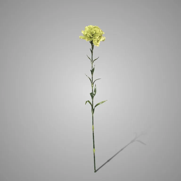 Dianthus Light green 63 cm