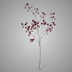 Cornus Carved Grande Red  135 cm