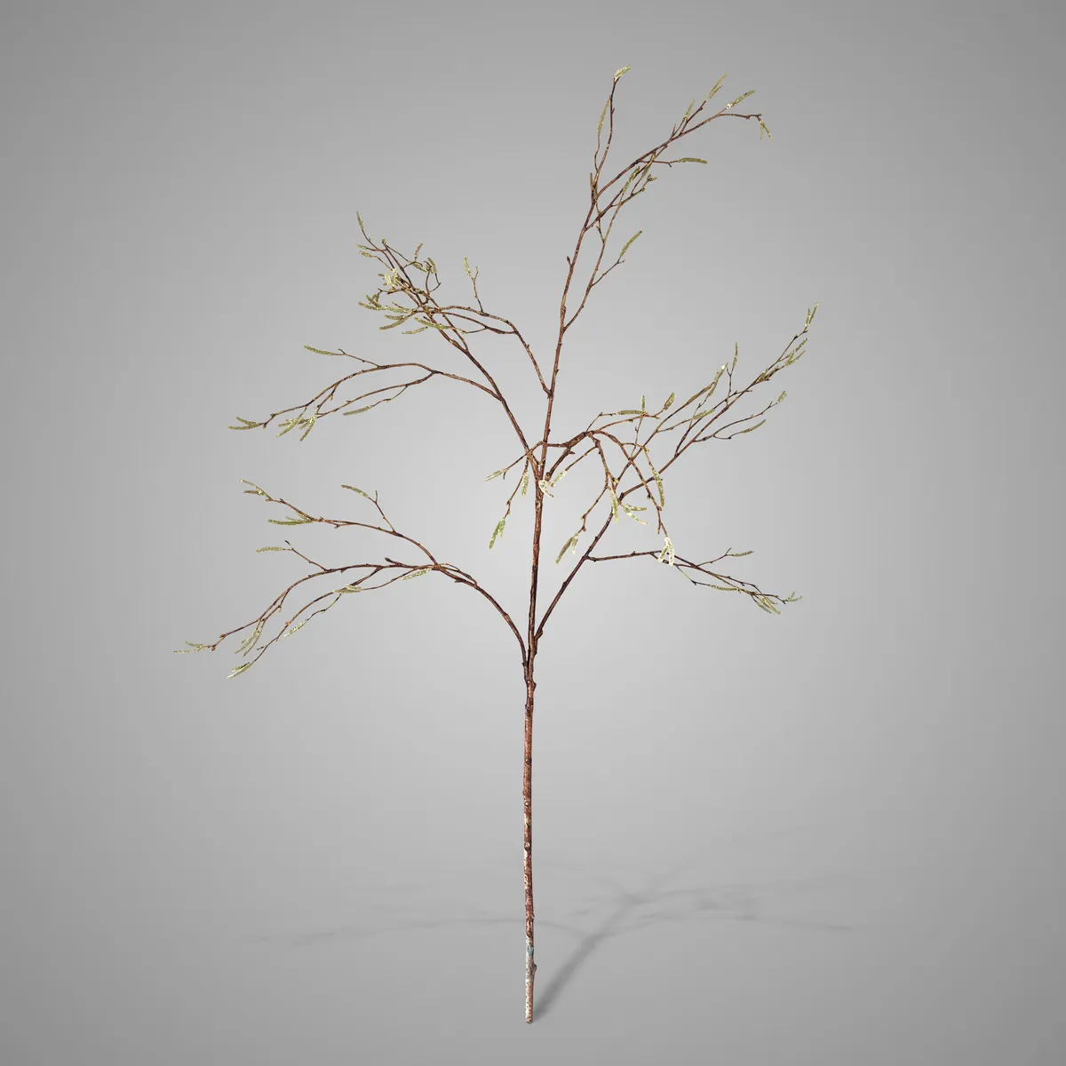 Betula Fructus Grande 100 cm