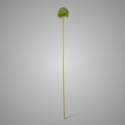 Allium Spring's Perfect Green 75 cm