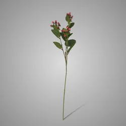 Hypericum Red 68 cm