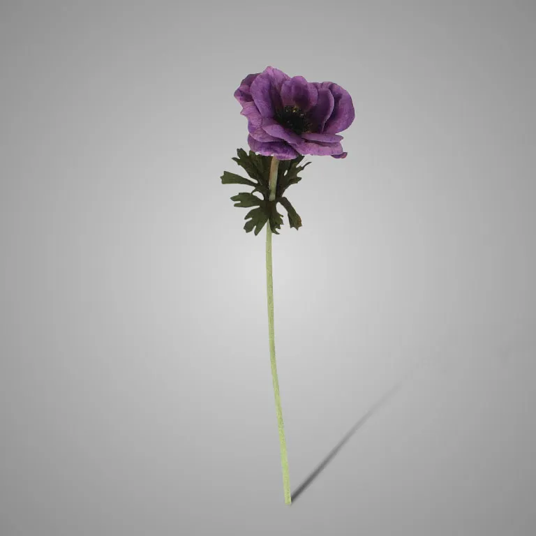 German Anemone Dark Purple 54 cm