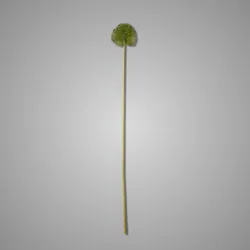 Allium Spring's Perfect Grande Green 75 cm