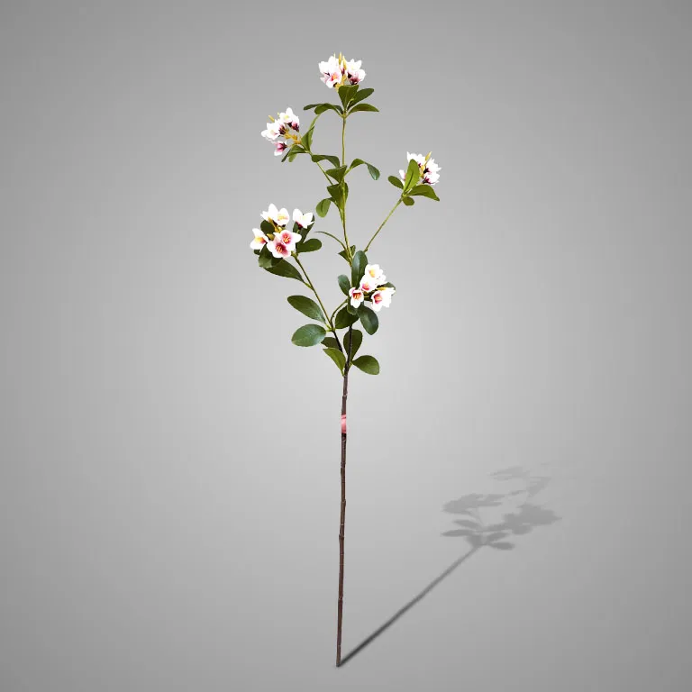 Enkianthus Pink 79 cm