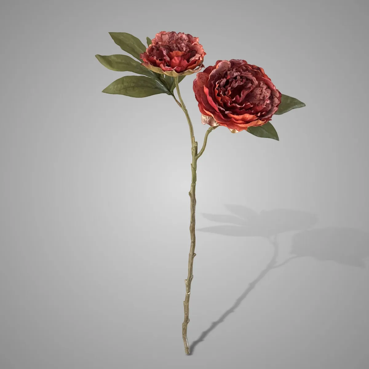 Peony Double Dark Copper 60 cm